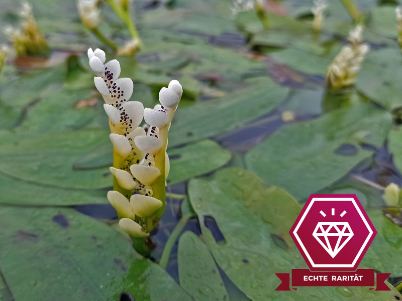 Aponogeton distachyos - afrikanische Wasseraehre